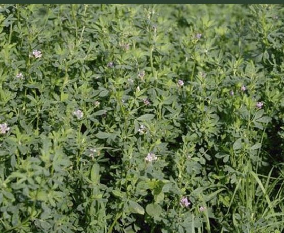 Harvey Alpha Clover Mix