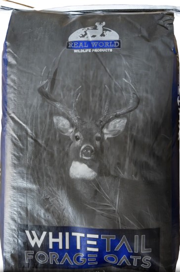 Whitetail forage Oats